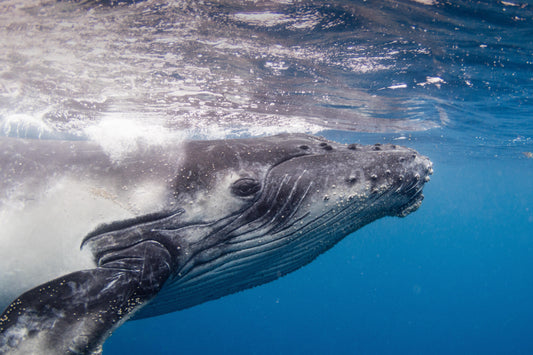 ONE AND DONE - AN ADVENTURE WITH HUMPBACK WHALES